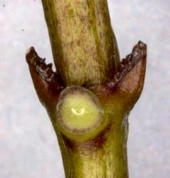 Image: D. Glenny, J. Cruickshank © Landcare Research 2014 